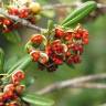 Fotografia 5 da espécie Pittosporum tobira do Jardim Botânico UTAD