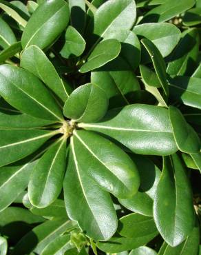 Fotografia 6 da espécie Pittosporum tobira no Jardim Botânico UTAD