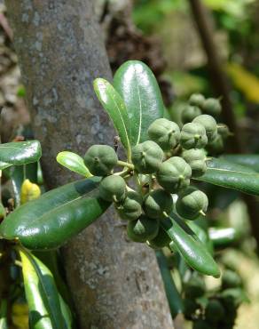 Fotografia 8 da espécie Pittosporum tobira no Jardim Botânico UTAD