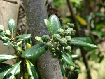 Fotografia da espécie Pittosporum tobira