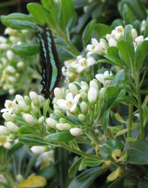 Fotografia 1 da espécie Pittosporum tobira no Jardim Botânico UTAD