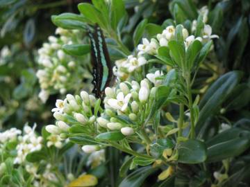 Fotografia da espécie Pittosporum tobira