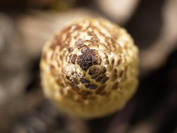 Fotografia da espécie Equisetum telmateia