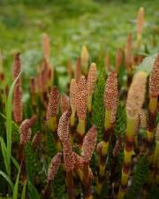 Fotografia da espécie Equisetum telmateia