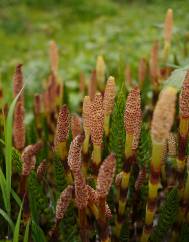 Equisetum telmateia