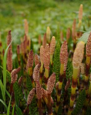 Fotografia 1 da espécie Equisetum telmateia no Jardim Botânico UTAD