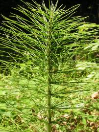 Fotografia da espécie Equisetum telmateia