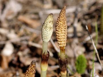 Fotografia da espécie Equisetum telmateia
