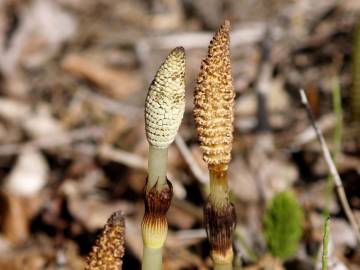 Fotografia da espécie Equisetum telmateia