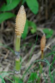 Fotografia da espécie Equisetum telmateia