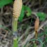 Fotografia 9 da espécie Equisetum telmateia do Jardim Botânico UTAD