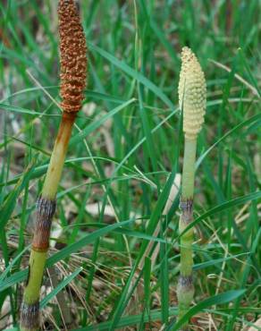 Fotografia 10 da espécie Equisetum telmateia no Jardim Botânico UTAD