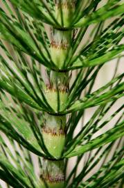 Fotografia da espécie Equisetum telmateia