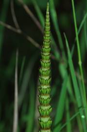 Fotografia da espécie Equisetum telmateia