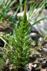 Fotografia da espécie Equisetum telmateia