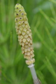 Fotografia da espécie Equisetum palustre