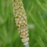 Fotografia 7 da espécie Equisetum palustre do Jardim Botânico UTAD