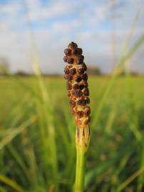 Fotografia da espécie Equisetum palustre