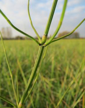 Fotografia 9 da espécie Equisetum palustre no Jardim Botânico UTAD