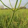 Fotografia 9 da espécie Equisetum palustre do Jardim Botânico UTAD