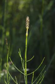 Fotografia da espécie Equisetum palustre