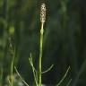 Fotografia 10 da espécie Equisetum palustre do Jardim Botânico UTAD