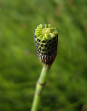 Fotografia 11 da espécie Equisetum palustre no Jardim Botânico UTAD