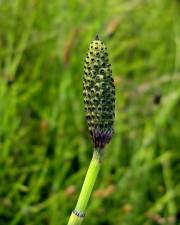 Fotografia da espécie Equisetum palustre