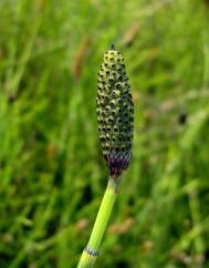 Equisetum palustre