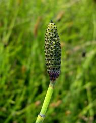 Equisetum palustre