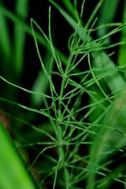 Fotografia da espécie Equisetum arvense