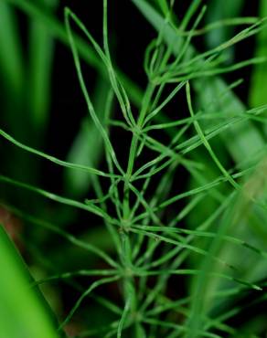 Fotografia 9 da espécie Equisetum arvense no Jardim Botânico UTAD