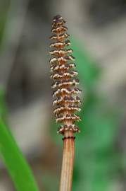 Fotografia da espécie Equisetum arvense