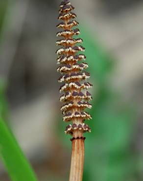 Fotografia 10 da espécie Equisetum arvense no Jardim Botânico UTAD