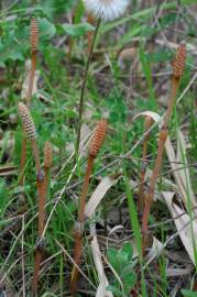 Fotografia da espécie Equisetum arvense