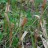 Fotografia 11 da espécie Equisetum arvense do Jardim Botânico UTAD