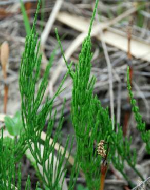 Fotografia 13 da espécie Equisetum arvense no Jardim Botânico UTAD