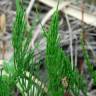 Fotografia 13 da espécie Equisetum arvense do Jardim Botânico UTAD