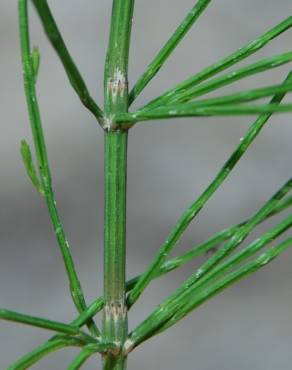 Fotografia 14 da espécie Equisetum arvense no Jardim Botânico UTAD