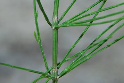 Fotografia da espécie Equisetum arvense