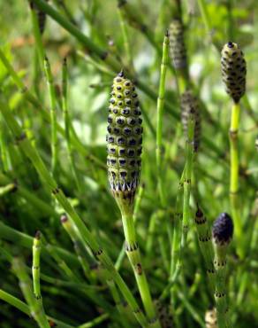 Fotografia 12 da espécie Equisetum palustre no Jardim Botânico UTAD