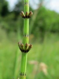 Fotografia da espécie Equisetum palustre