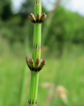 Fotografia 13 da espécie Equisetum palustre no Jardim Botânico UTAD