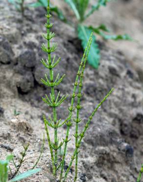 Fotografia 14 da espécie Equisetum palustre no Jardim Botânico UTAD