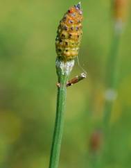 Equisetum ramosissimum