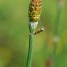 Fotografia 1 da espécie Equisetum ramosissimum do Jardim Botânico UTAD