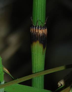 Fotografia 7 da espécie Equisetum ramosissimum no Jardim Botânico UTAD