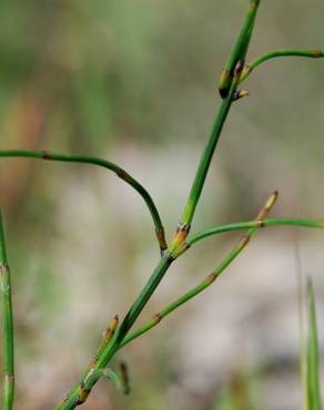 Fotografia 8 da espécie Equisetum ramosissimum no Jardim Botânico UTAD