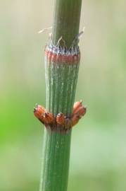 Fotografia da espécie Equisetum ramosissimum