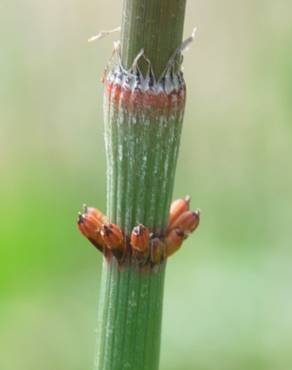 Fotografia 9 da espécie Equisetum ramosissimum no Jardim Botânico UTAD